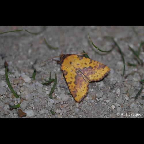 <i>Xanthia togata</i> (Esper, 1788) &copy; A. Lévêque