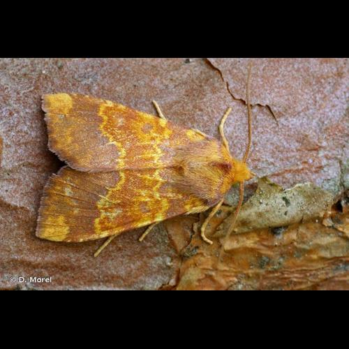 <i>Tiliacea aurago</i> (Denis & Schiffermüller, 1775) &copy; D. Morel