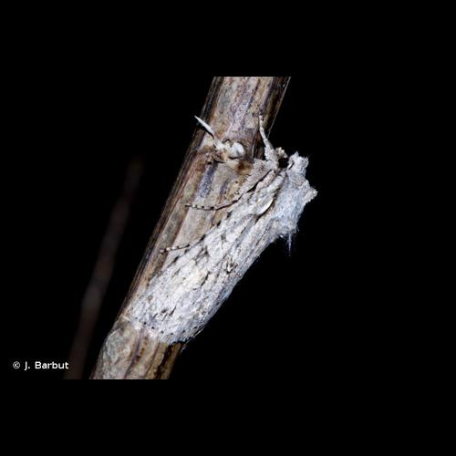 <i>Lithophane ornitopus</i> (Hufnagel, 1766) © J. Barbut