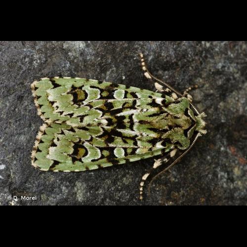 <i>Griposia aprilina</i> (Linnaeus, 1758) © D. Morel