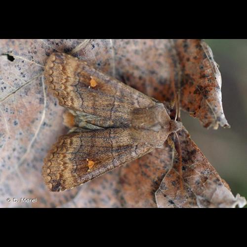 <i>Eupsilia transversa</i> (Hufnagel, 1766) © D. Morel