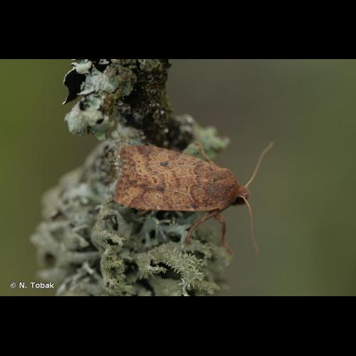 <i>Conistra vaccinii</i> (Linnaeus, 1761) &copy; N. Tobak