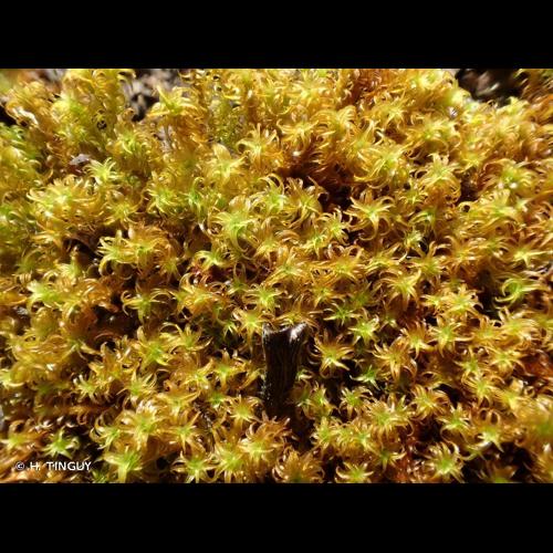 <i>Didymodon ferrugineus</i> (Schimp. ex Besch.) M.O.Hill, 1981 &copy; H. TINGUY