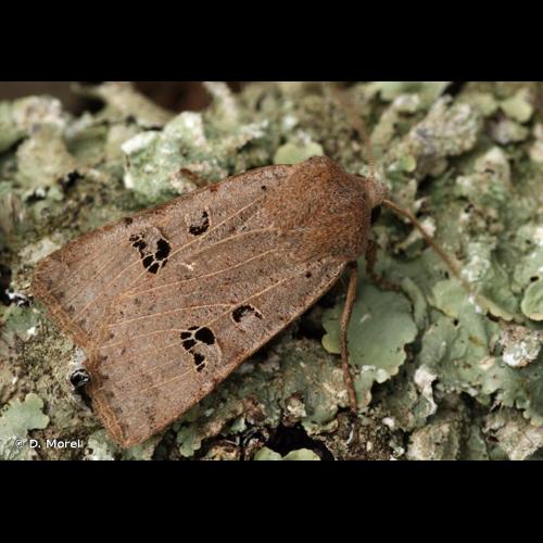<i>Conistra rubiginosa</i> (Scopoli, 1763) &copy; D. Morel