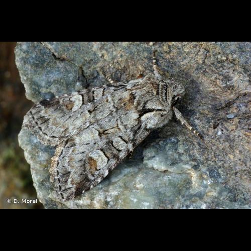 <i>Brachylomia viminalis</i> (Fabricius, 1777) © D. Morel