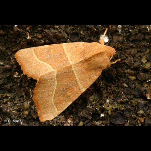 <i>Atethmia centrago</i> (Haworth, 1809) © D. Morel