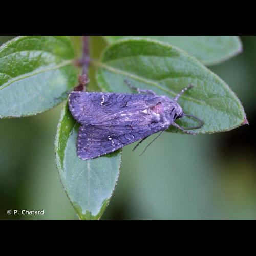 <i>Aporophyla nigra</i> (Haworth, 1809) © P. Chatard