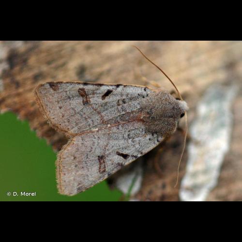 <i>Agrochola lychnidis</i> (Denis & Schiffermüller, 1775) &copy; D. Morel