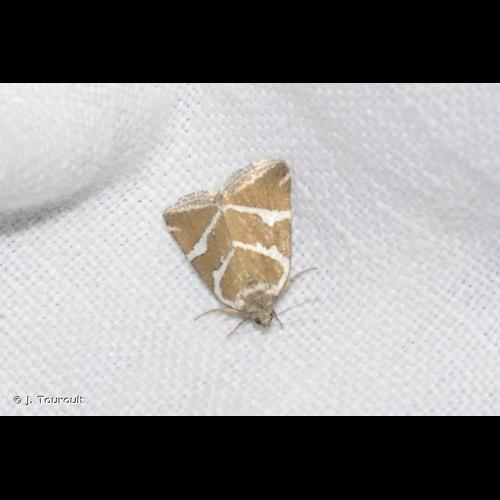 <i>Deltote bankiana</i> (Fabricius, 1775) © J. Touroult