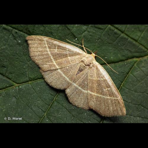 <i>Trisateles emortualis</i> (Denis & Schiffermüller, 1775) © D. Morel