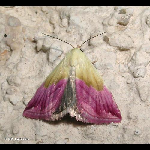 <i>Eublemma purpurina</i> (Denis & Schiffermüller, 1775) &copy; J-P. Lamoline