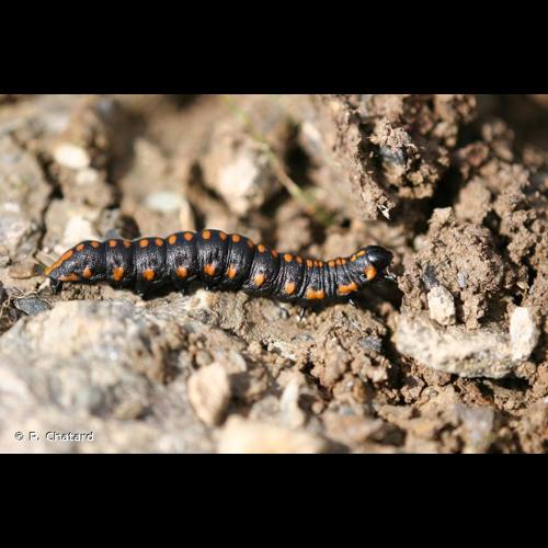 <i>Cucullia lucifuga</i> (Denis & Schiffermüller, 1775) © P. Chatard