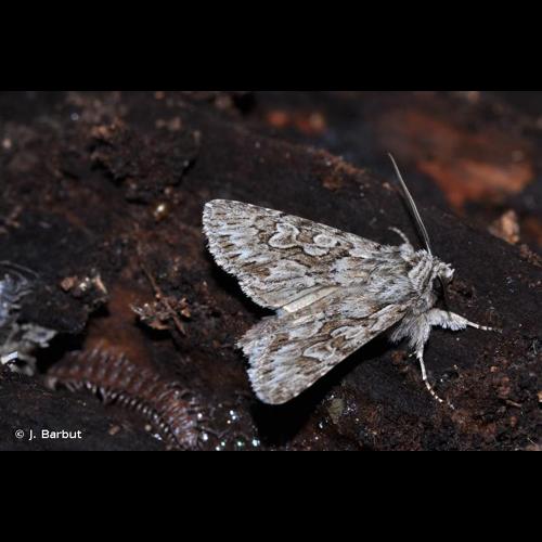 <i>Xylocampa areola</i> (Esper, 1789) &copy; J. Barbut