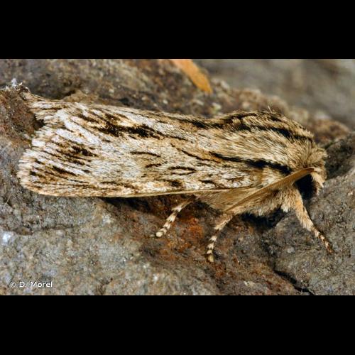 <i>Asteroscopus sphinx</i> (Hufnagel, 1766) © D. Morel