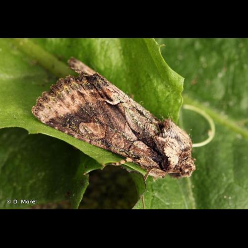 <i>Allophyes oxyacanthae</i> (Linnaeus, 1758) &copy; D. Morel