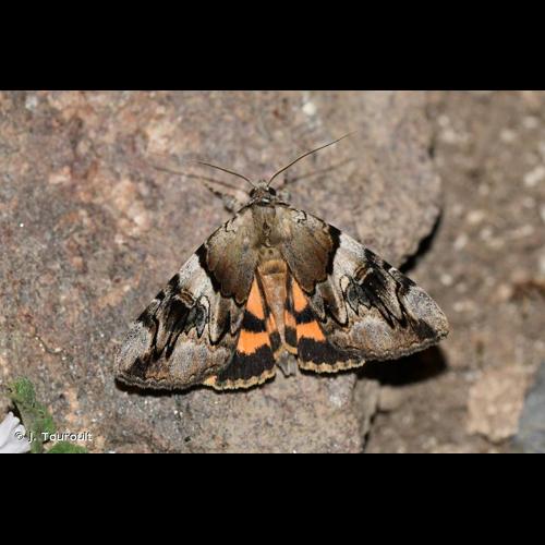 <i>Catocala fulminea</i> (Scopoli, 1763) &copy; J. Touroult