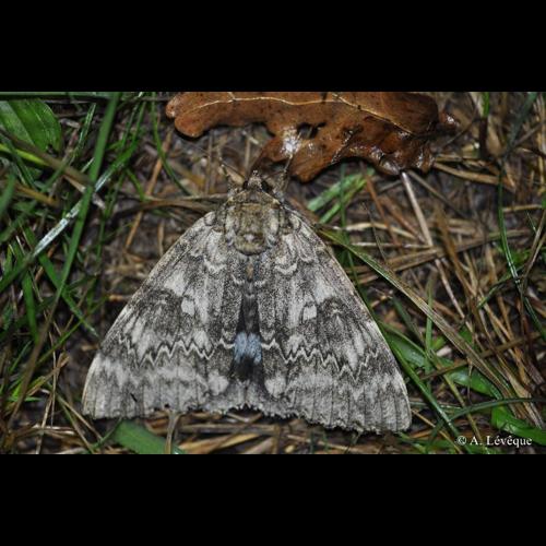 <i>Catocala fraxini</i> (Linnaeus, 1758) &copy; A. Lévêque