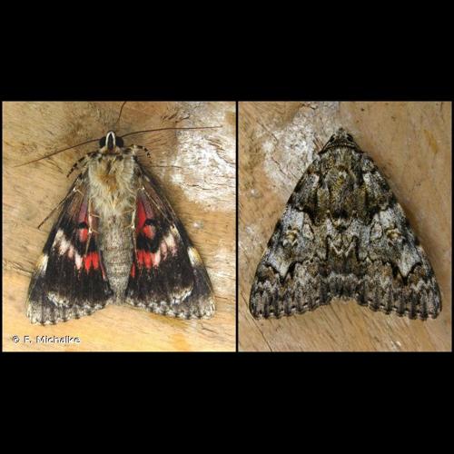 <i>Catocala promissa</i> (Denis & Schiffermüller, 1775) &copy; F. Michalke