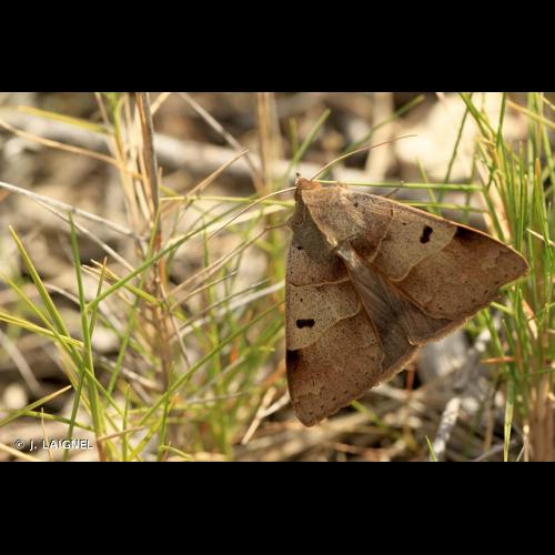 <i>Minucia lunaris</i> (Denis & Schiffermüller, 1775) &copy; J. LAIGNEL