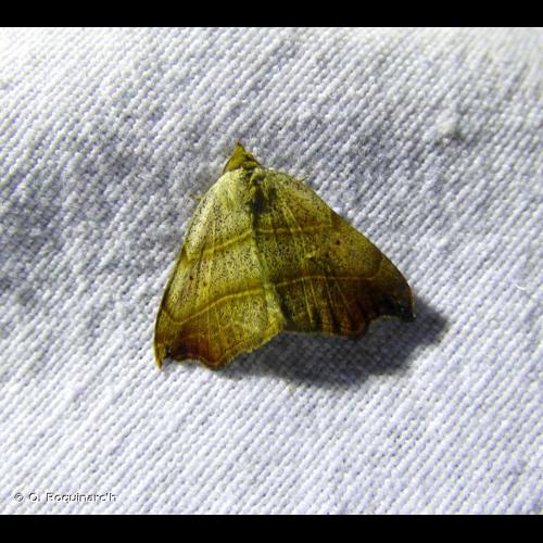 <i>Laspeyria flexula</i> (Denis & Schiffermüller, 1775) © O. Roquinarc'h