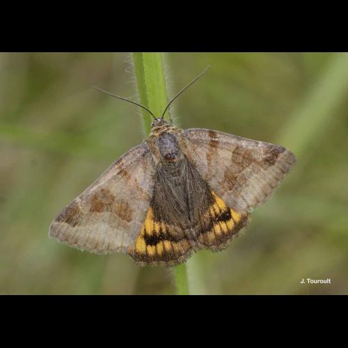 <i>Euclidia glyphica</i> (Linnaeus, 1758) &copy; J. Touroult