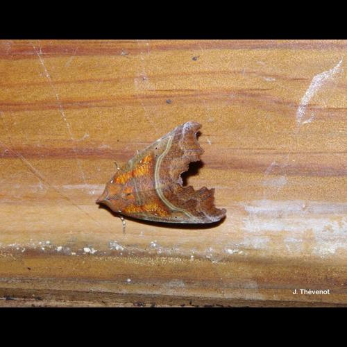 <i>Scoliopteryx libatrix</i> (Linnaeus, 1758) &copy; J. Thévenot