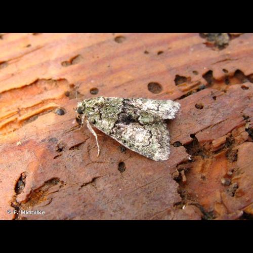 <i>Cryphia algae</i> (Fabricius, 1775) &copy; F. Michalke