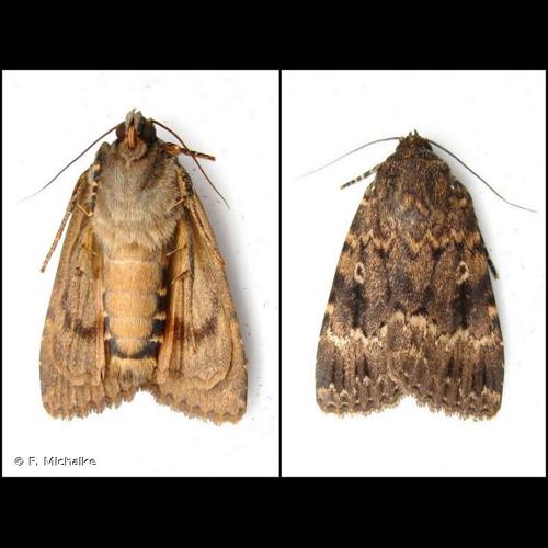 <i>Amphipyra berbera</i> Rungs, 1949 &copy; F. Michalke