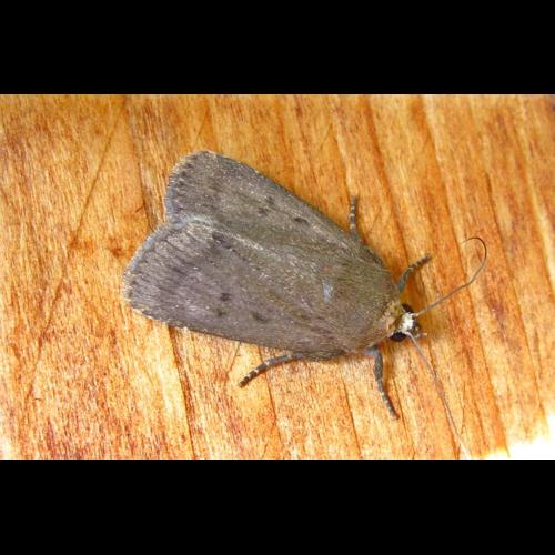 <i>Amphipyra tragopoginis</i> (Clerck, 1759) &copy; F. Michalke