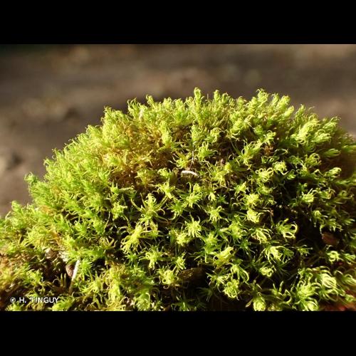 <i>Didymodon insulanus</i> (De Not.) M.O.Hill, 1981 &copy; H. TINGUY