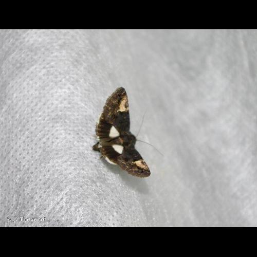 <i>Aedia funesta</i> (Esper, 1786) &copy; J. Thevenot