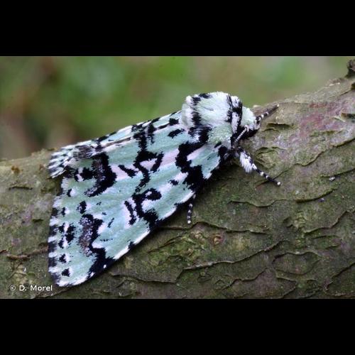 <i>Moma alpium</i> (Osbeck, 1778) &copy; D. Morel