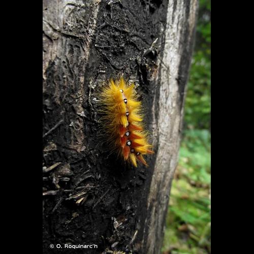 <i>Acronicta aceris</i> (Linnaeus, 1758) &copy; O. Roquinarc'h