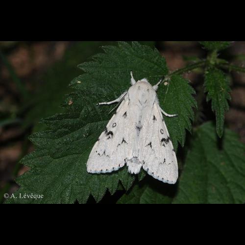 <i>Acronicta leporina</i> (Linnaeus, 1758) © A. LEVEQUE