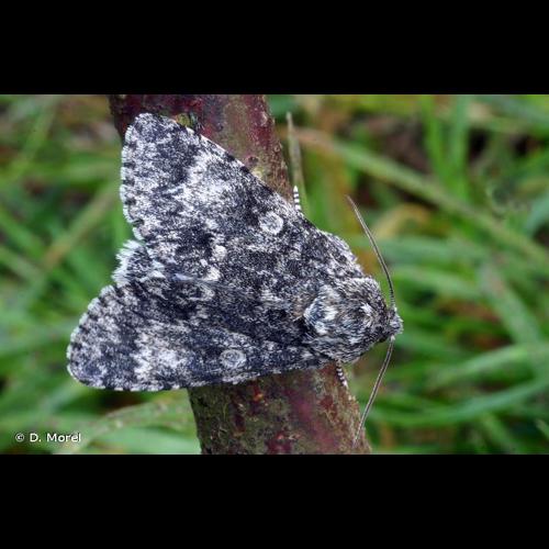 <i>Acronicta megacephala</i> (Denis & Schiffermüller, 1775) © D. Morel
