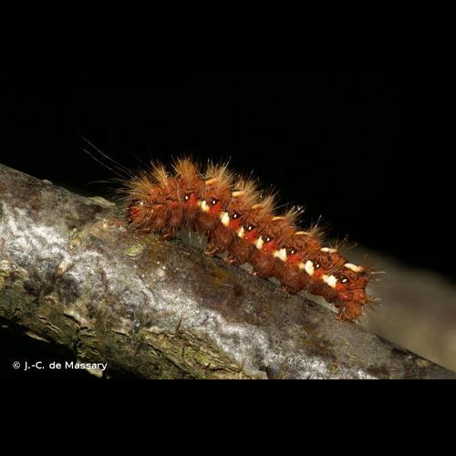 <i>Acronicta rumicis</i> (Linnaeus, 1758) &copy; J.-C. de Massary