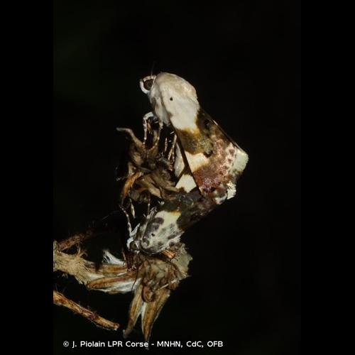 <i>Acontia lucida</i> (Hufnagel, 1766) &copy; J. Piolain LPR Corse - MNHN, CdC, OFB