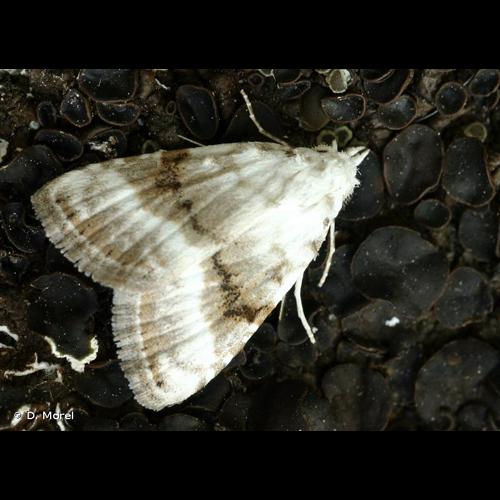 <i>Meganola albula</i> (Denis & Schiffermüller, 1775) © D. Morel