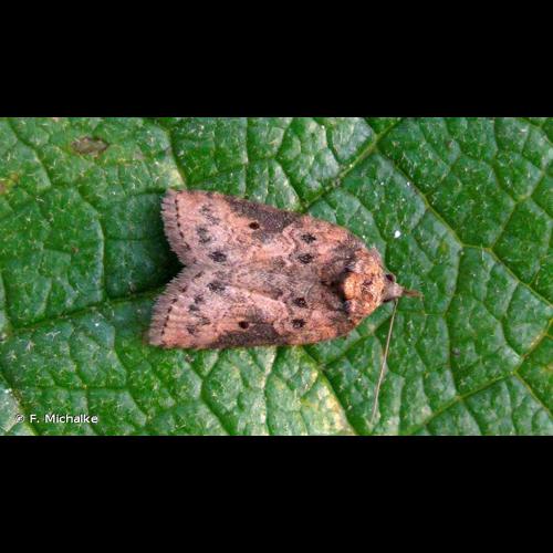 <i>Nycteola revayana</i> (Scopoli, 1772) © F. Michalke