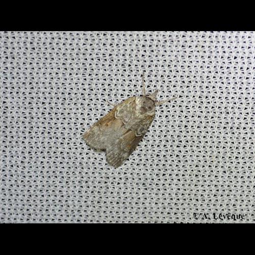 <i>Nycteola siculana</i> (Fuchs, 1899) &copy; A. Lévêque