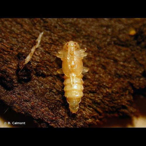 <i>Schizotus pectinicornis</i> (Linnaeus, 1758) &copy; B. Calmont