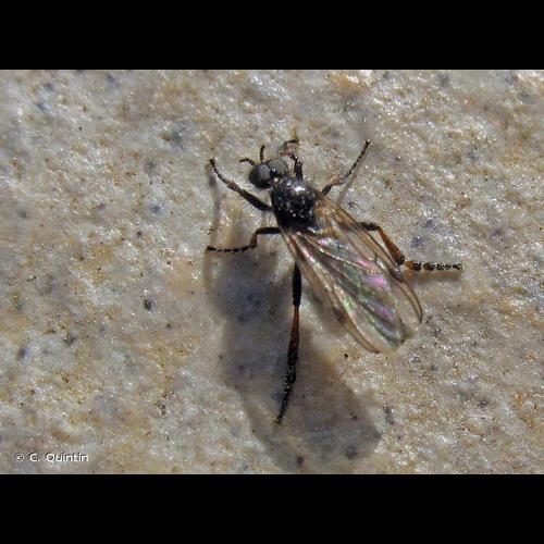 <i>Bibio femoralis</i> Meigen, 1838 &copy; C. Quintin