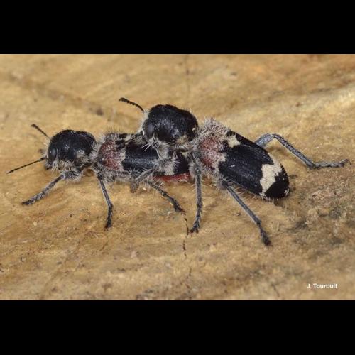 <i>Clerus mutillarius</i> Fabricius, 1775 © J. Touroult
