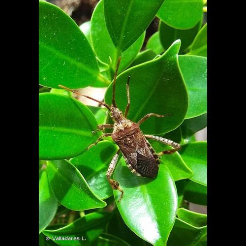 <i>Leptoglossus occidentalis</i> Heidemann, 1910 &copy; Valladares L.