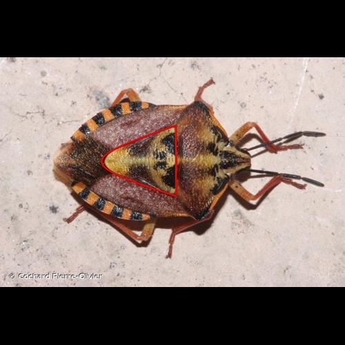 <i>Carpocoris pudicus</i> (Poda, 1761) &copy; Cochard Pierre-Olivier