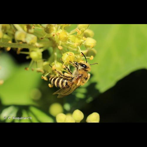 <i>Colletes hederae</i> Schmidt & Westrich, 1993 © O. Roquinarc'h