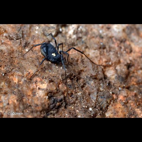 <i>Nemastoma bimaculatum</i> (Fabricius, 1775) © C. Quintin