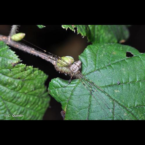 <i>Dicranopalpus ramosus</i> (Simon, 1909) &copy; C. Quintin