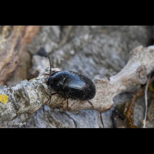 <i>Prionychus fairmairii</i> (Reiche, 1860) © J. Touroult
