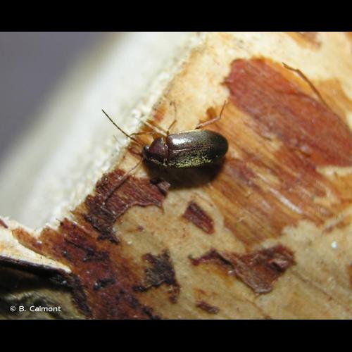 <i>Isomira antennata</i> (Panzer, 1798) © B. Calmont